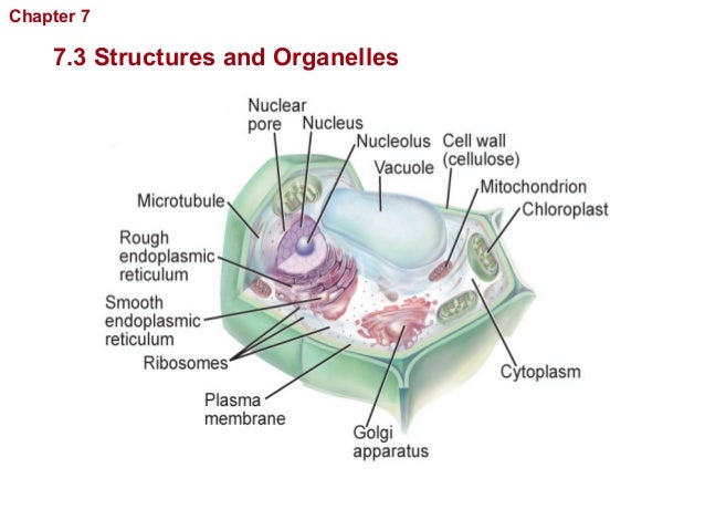chapter 7 cell structure and function