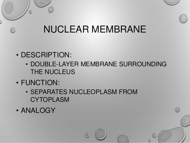cytoplasm analogy