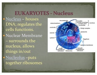 — Nucleus – houses
DNA; regulates the
cells functions.
— Nuclear Membrane
– surrounds the
nucleus, allows
things in/out
— Nucleolus –puts
together ribosomes
 