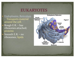 — Endoplasmic Reticulum
- Transports material
around the cell.
— Rough E.R. – has
ribosomes attached;
proteins
— Smooth E.R. – no
ribosomes; lipids
 