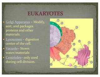 — Golgi Apparatus – Modify,
sort, and packages
proteins and other
materials.
— Lysosomes – digestion
center of the cell.
— Vacuole– Stores
water/materials
— Centrioles– only used
during cell division.
 