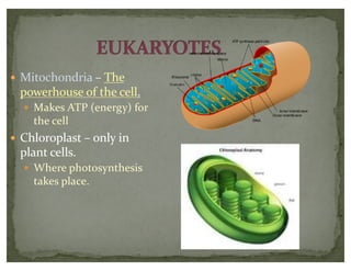 — Mitochondria – The
powerhouse of the cell.
— Makes ATP (energy) for
the cell
— Chloroplast – only in
plant cells.
— Where photosynthesis
takes place.
 