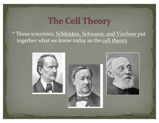 * Three scientists, Schleiden, Schwann, and Virchow put
together what we know today as the cell theory.
 