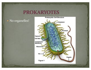 — No organelles!
 