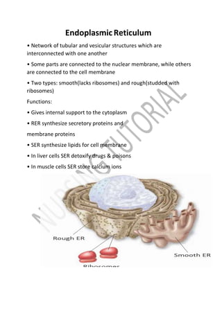 EndoplasmicReticulum
• Network of tubular and vesicular structures which are
interconnected with one another
• Some parts are connected to the nuclear membrane, while others
are connected to the cell membrane
• Two types: smooth(lacks ribosomes) and rough(studded with
ribosomes)
Functions:
• Gives internal support to the cytoplasm
• RER synthesize secretory proteins and
membrane proteins
• SER synthesize lipids for cell membrane
• In liver cells SER detoxify drugs & poisons
• In muscle cells SER store calcium ions
 