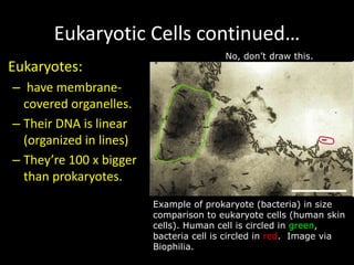 Eukaryotic Cells continued…
• Eukaryotes:
– have membrane-
covered organelles.
– Their DNA is linear
(organized in lines)
– They’re 100 x bigger
than prokaryotes.
Example of prokaryote (bacteria) in size
comparison to eukaryote cells (human skin
cells). Human cell is circled in green,
bacteria cell is circled in red. Image via
Biophilia.
No, don’t draw this.
 