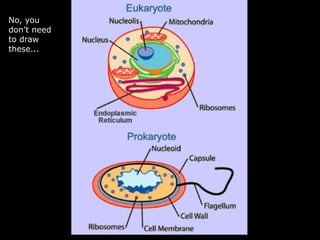 No, you
don’t need
to draw
these...
 
