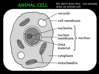 ANIMAL CELL No, don’t draw this - you already
drew an animal cell.
 