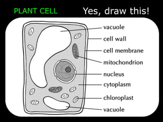PLANT CELL Yes, draw this!
 