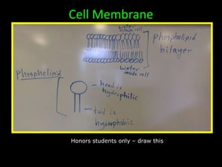 Cell Membrane
Honors students only – draw this
 