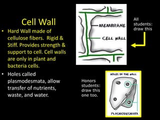 Cell Wall
• Hard Wall made of
cellulose fibers. Rigid &
Stiff. Provides strength &
support to cell. Cell walls
are only in plant and
bacteria cells.
• Holes called
plasmodesmata, allow
transfer of nutrients,
waste, and water.
All
students:
draw this
Honors
students:
draw this
one too.
 