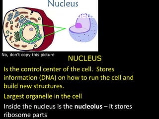 • Is the control center of the cell. Stores
information (DNA) on how to run the cell and
build new structures.
• Largest organelle in the cell
• Inside the nucleus is the nucleolus – it stores
ribosome parts
No, don’t copy this picture
NUCLEUS
Nucleus
 