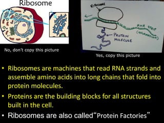 • Ribosomes are machines that read RNA strands and
assemble amino acids into long chains that fold into
protein molecules.
• Proteins are the building blocks for all structures
built in the cell.
• Ribosomes are also called“Protein Factories”
No, don’t copy this picture
Yes, copy this picture
 