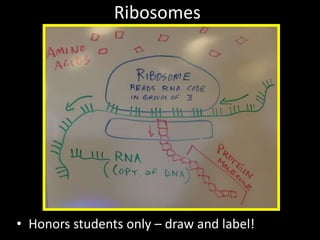 Ribosomes
• Honors students only – draw and label!
 
