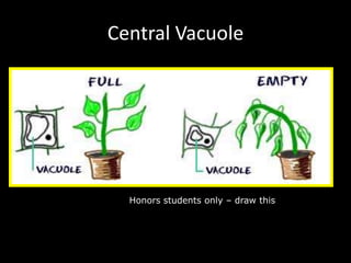 Central Vacuole
Honors students only – draw this
 