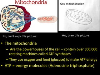 No, don’t copy this picture Yes, draw this picture
One mitochondrion
• The mitochondria
– Are the powerhouses of the cell – contain over 300,000
rotating machines called ATP synthases.
– They use oxygen and food (glucose) to make ATP energy
• ATP = energy molecules (Adenosine triphosphate)
 