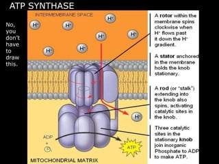 ATP SYNTHASE
No,
you
don’t
have
to
draw
this.
 