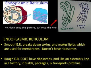 ENDOPLASMIC RETICULUM
• Smooth E.R. breaks down toxins, and makes lipids which
are used for membranes. Doesn’t have ribosomes.
• Rough E.R. DOES have ribosomes, and like an assembly line
in a factory, it builds, packages, & transports proteins.
No, don’t copy this picture, but copy this one!
 