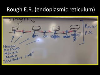 Rough E.R. (endoplasmic reticulum)
 