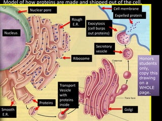 Model of how proteins are made and shipped out of the cell.
Rough
E.R. Exocytosis
(cell burps
out proteins)
Nuclear pore
Ribosome
Secretory
vesicle
Cell membrane
Expelled protein
Nucleus
Golgi
Transport
Vesicle
with
proteins
insideProteins
Smooth
E.R.
Honors
students
only,
copy this
drawing
on a
WHOLE
page.
 