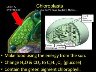 • Make food using the energy from the sun.
• Change H2O & CO2 to C6H12O6 (glucose)
• Contain the green pigment chlorophyll.
ChloroplastsLook! A
chloroplast!
Inner &
Outer
Membranes
Thylakoids
Lamellae
Stroma
No, you don’t have to draw these...
 