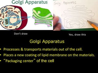 • Processes & transports materials out of the cell.
• Places a new coating of lipid membrane on the materials.
• “Packaging center” of the cell
Golgi Apparatus
Yes, draw thisDon’t draw
 