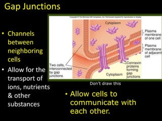 Gap Junctions
• Channels
between
neighboring
cells
• Allow for the
transport of
ions, nutrients
& other
substances
• Allow cells to
communicate with
each other.
Don’t draw this
 