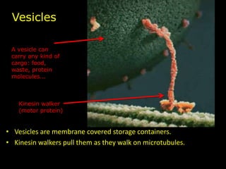 • Vesicles are membrane covered storage containers.
• Kinesin walkers pull them as they walk on microtubules.
A vesicle can
carry any kind of
cargo: food,
waste, protein
molecules...
Vesicles
Kinesin walker
(motor protein)
 