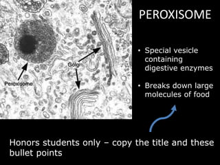 PEROXISOME
• Special vesicle
containing
digestive enzymes
• Breaks down large
molecules of food
Honors students only – copy the title and these
bullet points
 