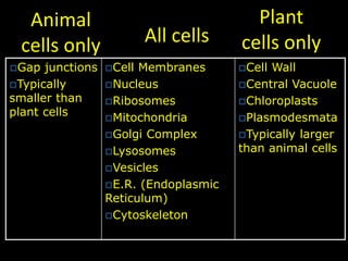 All cells
Gap junctions
Typically
smaller than
plant cells
Cell Membranes
Nucleus
Ribosomes
Mitochondria
Golgi Complex
Lysosomes
Vesicles
E.R. (Endoplasmic
Reticulum)
Cytoskeleton
Cell Wall
Central Vacuole
Chloroplasts
Plasmodesmata
Typically larger
than animal cells
Plant
cells only
Animal
cells only
 