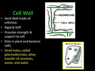 Cell notes website | PPTX