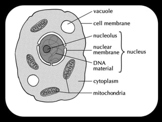 Cell Biology Notes | PPTX