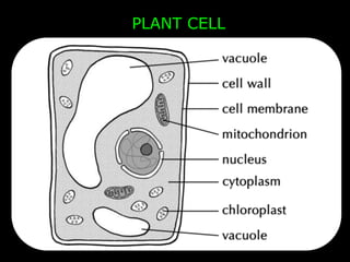 Cell Biology Notes - Three parts | PPTX