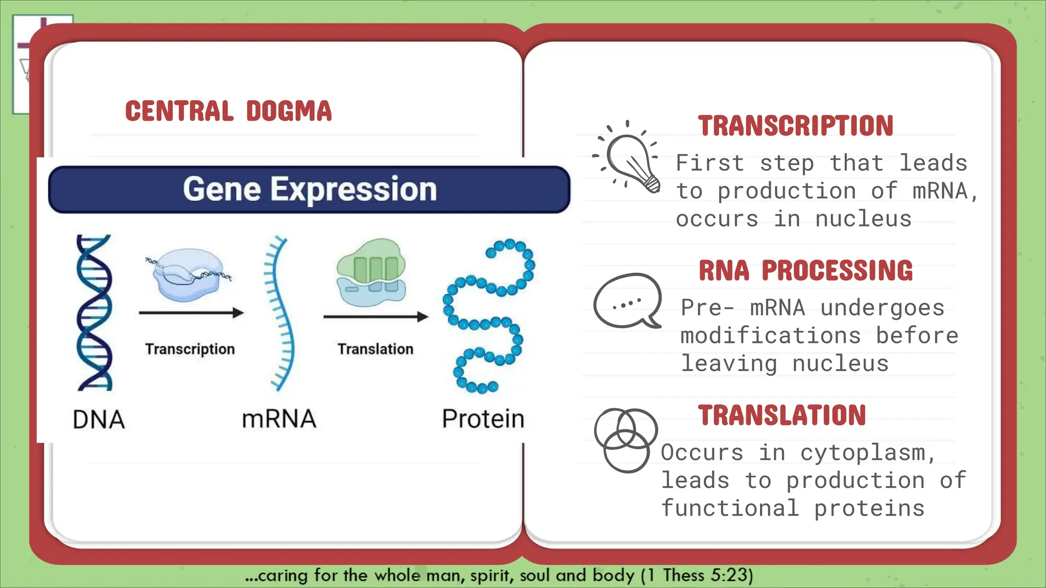 CELL_Nucleus,DNA, gene, RNA, Gene expression_124343.pdf