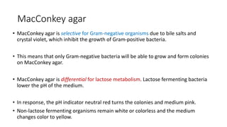MacConkey agar
• MacConkey agar is selective for Gram-negative organisms due to bile salts and
crystal violet, which inhibit the growth of Gram-positive bacteria.
• This means that only Gram-negative bacteria will be able to grow and form colonies
on MacConkey agar.
• MacConkey agar is differential for lactose metabolism. Lactose fermenting bacteria
lower the pH of the medium.
• In response, the pH indicator neutral red turns the colonies and medium pink.
• Non-lactose fermenting organisms remain white or colorless and the medium
changes color to yellow.
 