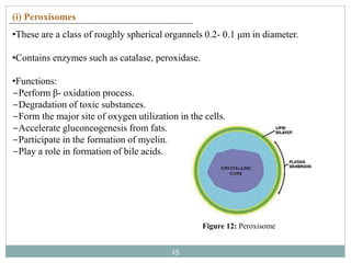 Perixomas Eukaryotic cell | PPTX