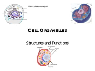 Cell Organelles Structures and Functions Provincial exam diagram 