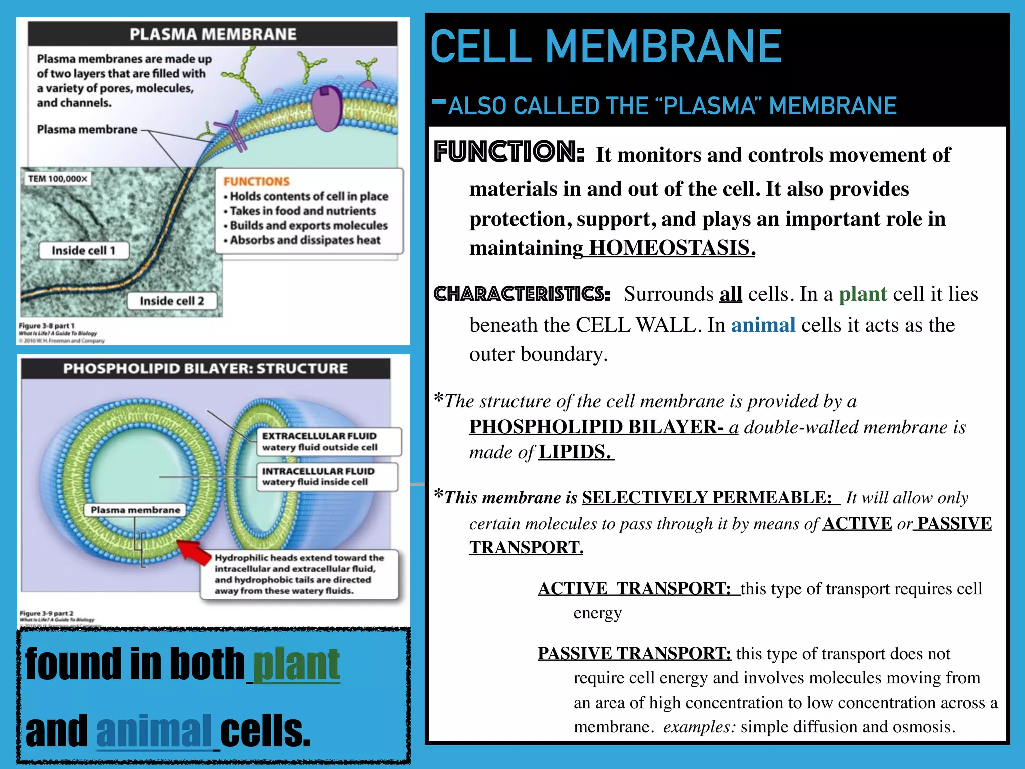 CELL MEMBRANE
-ALSO CALLED THE “PLASMA” MEMBRANE
Function: It monitors and controls movement of
materials in and out of the cell. It also provides
protection, support, and plays an important role in
maintaining HOMEOSTASIS.
Characteristics: Surrounds all cells. In a plant cell it lies
beneath the CELL WALL. In animal cells it acts as the
outer boundary.
*The structure of the cell membrane is provided by a
PHOSPHOLIPID BILAYER- a double-walled membrane is
made of LIPIDS.
*This membrane is SELECTIVELY PERMEABLE: It will allow only
certain molecules to pass through it by means of ACTIVE or PASSIVE
TRANSPORT.
ACTIVE TRANSPORT: this type of transport requires cell
energy
PASSIVE TRANSPORT: this type of transport does not
require cell energy and involves molecules moving from
an area of high concentration to low concentration across a
membrane. examples: simple diffusion and osmosis.
found in both plant
and animal cells.
 