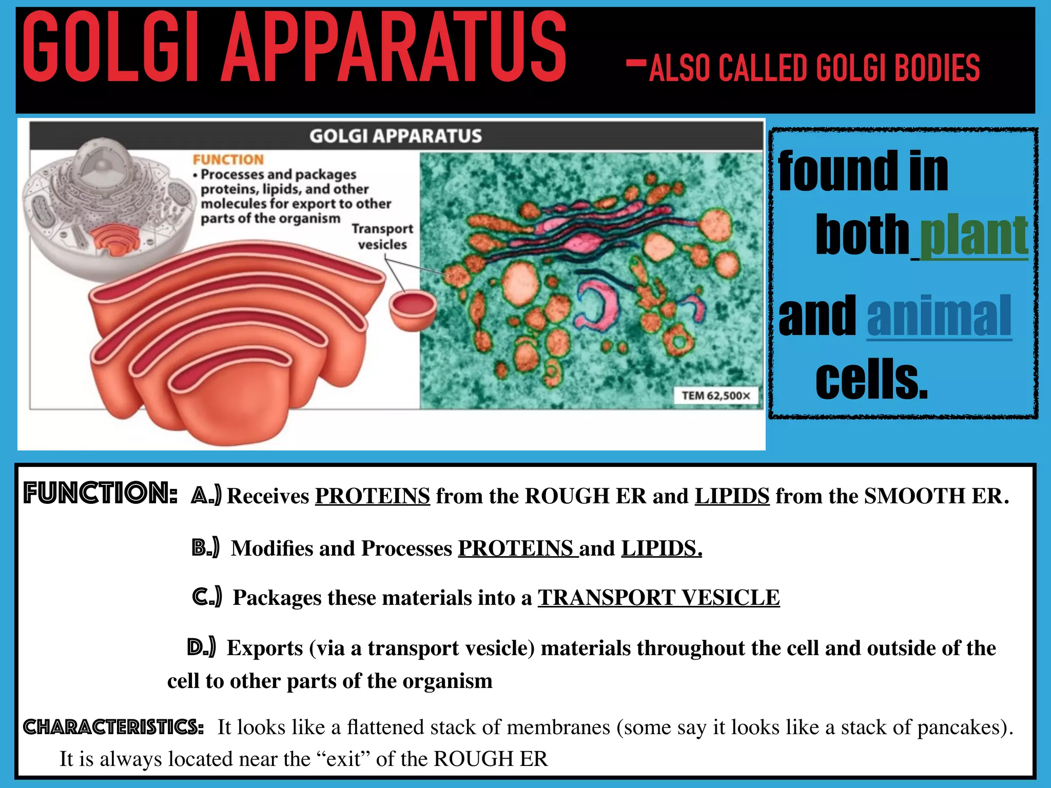 GOLGI APPARATUS -ALSO CALLED GOLGI BODIES
found in
both plant
and animal
cells.
Function: A.) Receives PROTEINS from the ROUGH ER and LIPIDS from the SMOOTH ER.
B.) Modiﬁes and Processes PROTEINS and LIPIDS.
C.) Packages these materials into a TRANSPORT VESICLE
D.) Exports (via a transport vesicle) materials throughout the cell and outside of the
cell to other parts of the organism
Characteristics: It looks like a ﬂattened stack of membranes (some say it looks like a stack of pancakes).
It is always located near the “exit” of the ROUGH ER
 