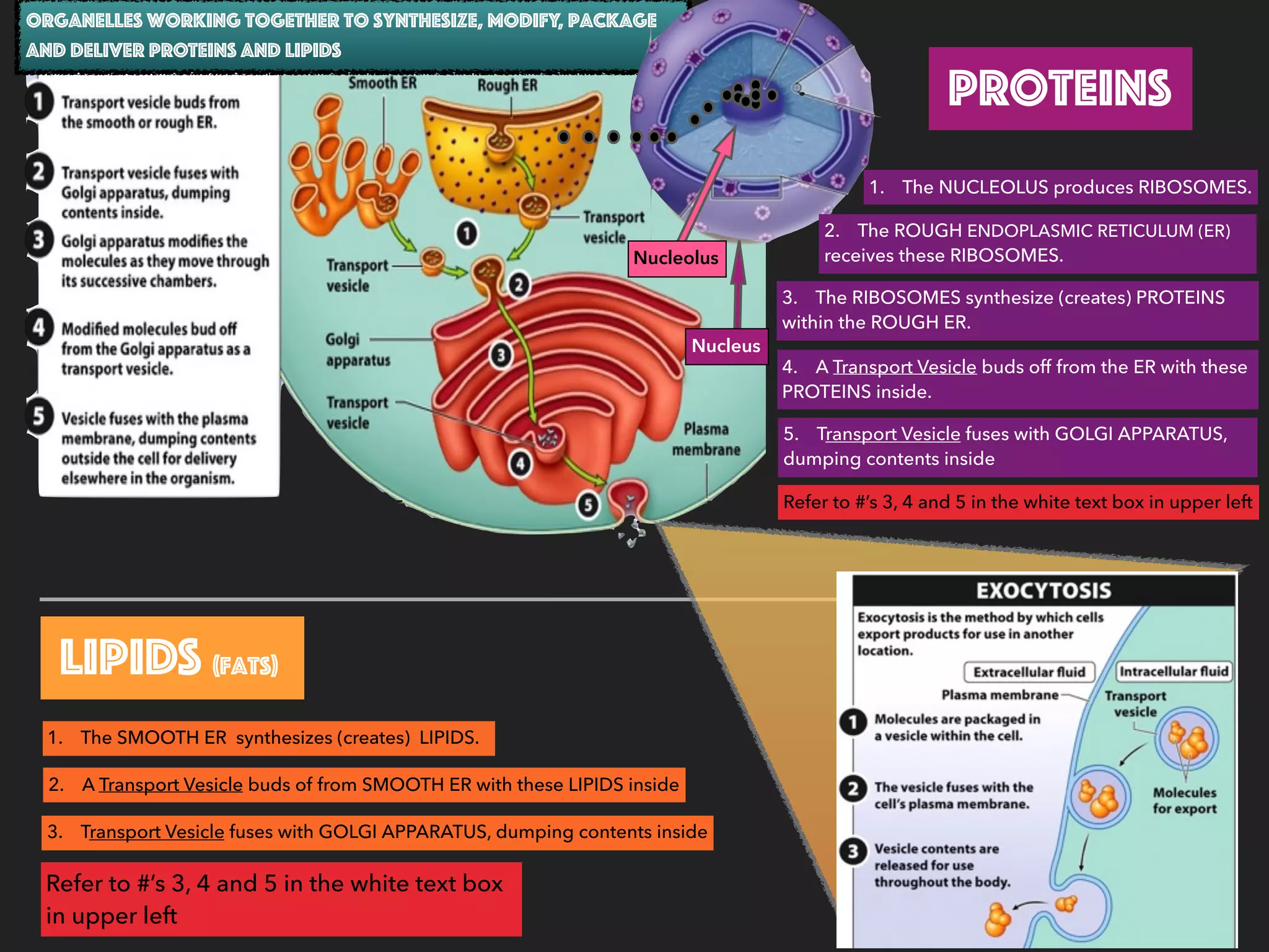 1. The NUCLEOLUS produces RIBOSOMES.
Organelles working together to synthesize, modify, package
and deliver PROTEINS and LIPIDS
2. The ROUGH ENDOPLASMIC RETICULUM (ER)
receives these RIBOSOMES.
3. The RIBOSOMES synthesize (creates) PROTEINS
within the ROUGH ER.
4. A Transport Vesicle buds off from the ER with these
PROTEINS inside.
1. The SMOOTH ER synthesizes (creates) LIPIDS.
2. A Transport Vesicle buds of from SMOOTH ER with these LIPIDS inside
Proteins
LIPIDS (fats)
3. Transport Vesicle fuses with GOLGI APPARATUS, dumping contents inside
5. Transport Vesicle fuses with GOLGI APPARATUS,
dumping contents inside
Refer to #’s 3, 4 and 5 in the white text box in upper left
Refer to #’s 3, 4 and 5 in the white text box
in upper left
Nucleolus
Nucleus
 