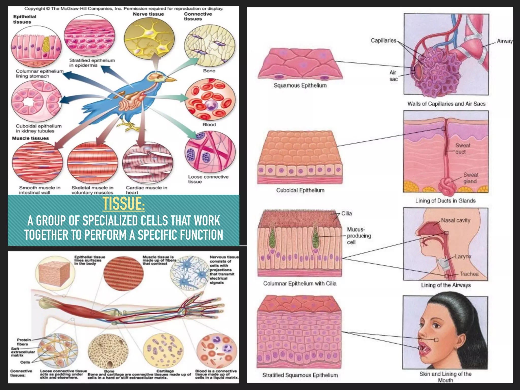 TISSUE:
A GROUP OF SPECIALIZED CELLS THAT WORK
TOGETHER TO PERFORM A SPECIFIC FUNCTION
 