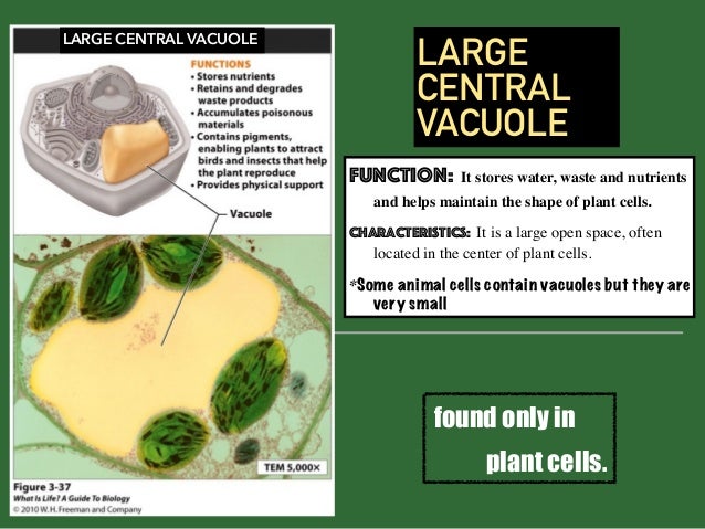 Cell Organelles