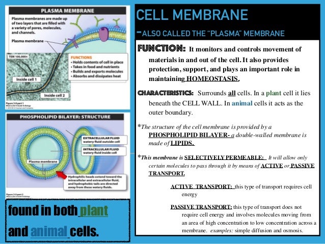 Cell Organelles