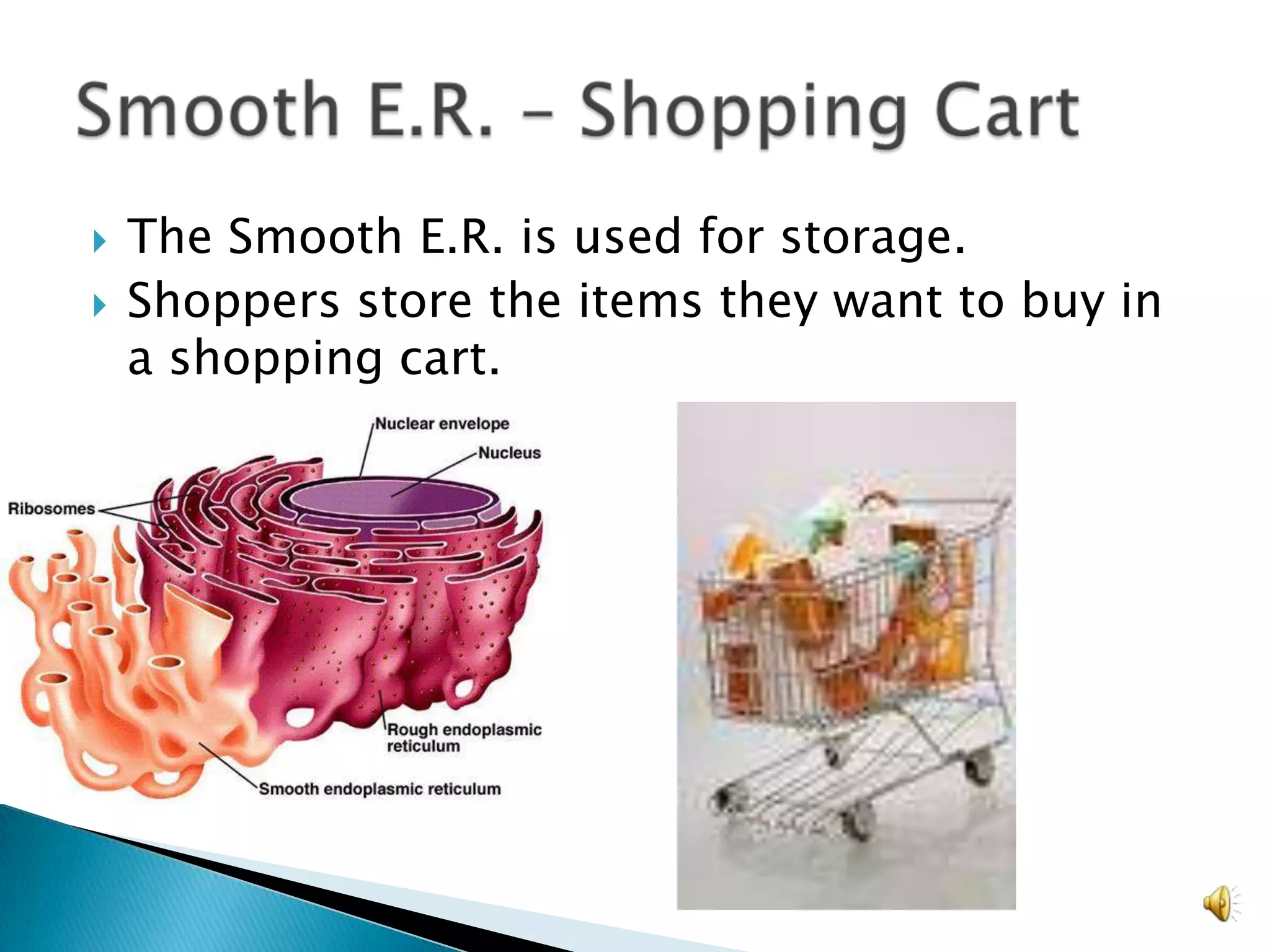 The Smooth E.R. is used for storage. Shoppers store the items they want to buy in a shopping cart.Smooth E.R. – Shopping Cart