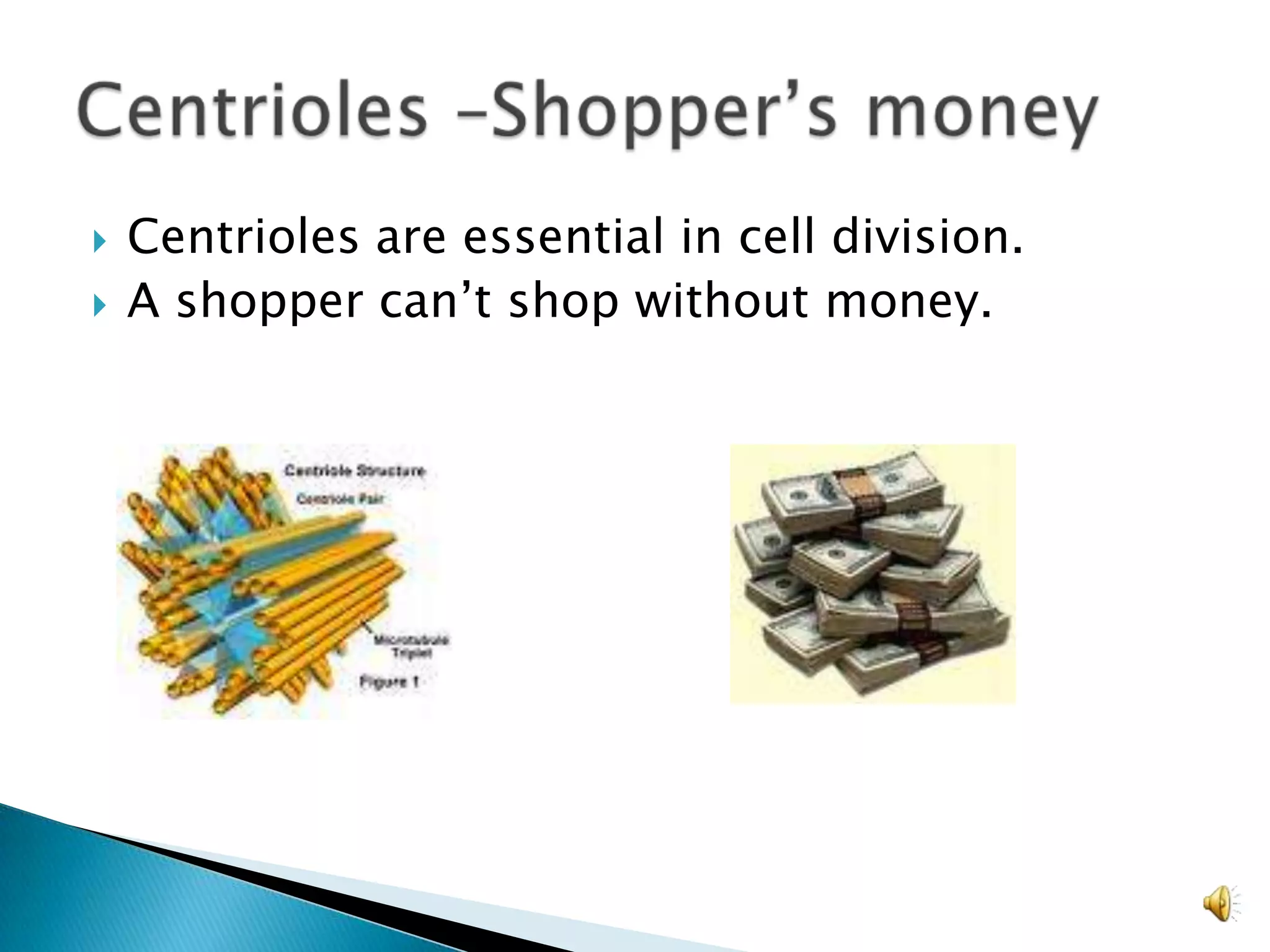 Centrioles are essential in cell division.A shopper can’t shop without money.Centrioles –Shopper’s money 