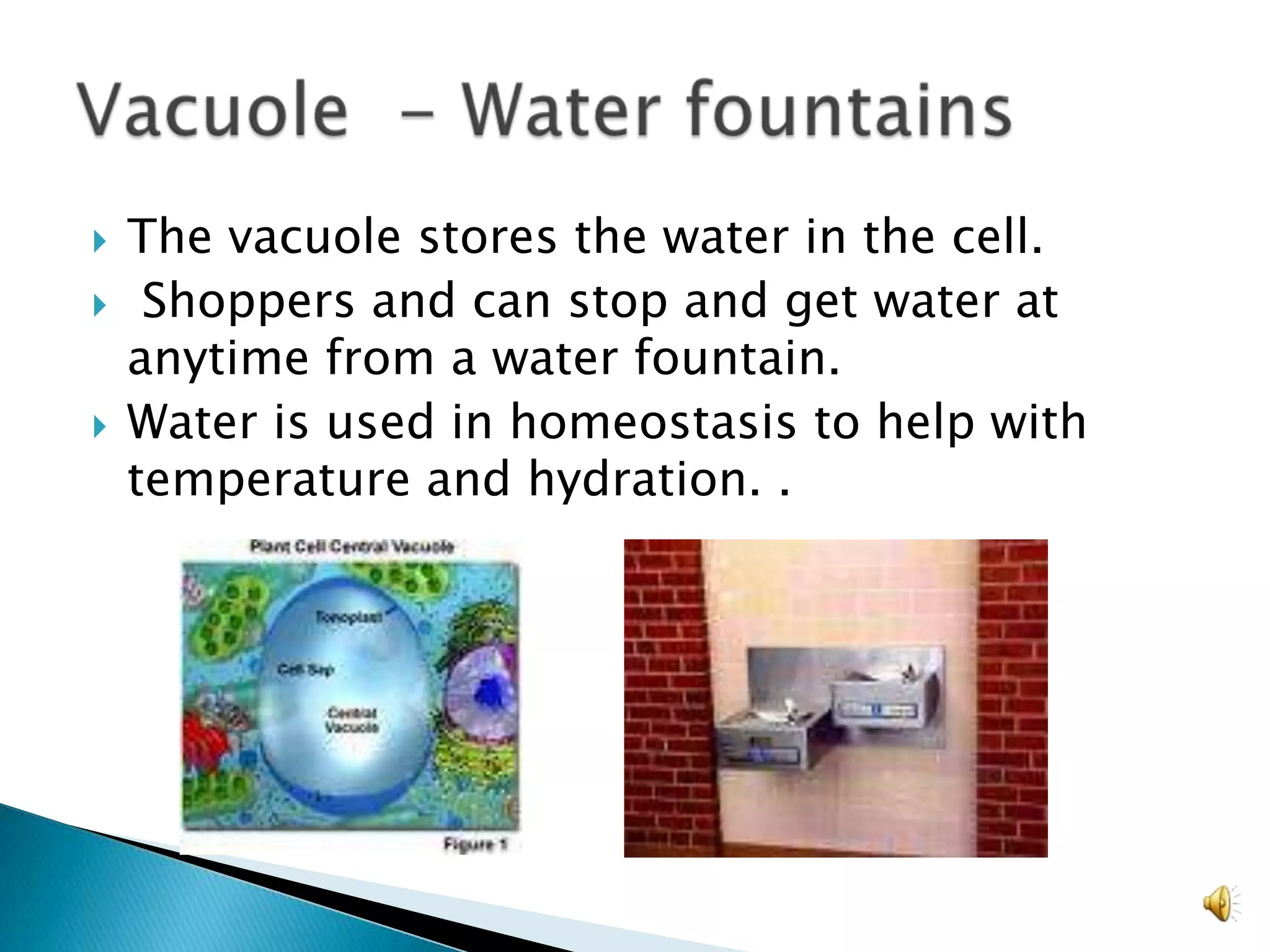 The vacuole stores the water in the cell.Shoppers and can stop and get water at anytime from a water fountain.Water is used in homeostasis to help with temperature and hydration. .Vacuole  - Water fountains