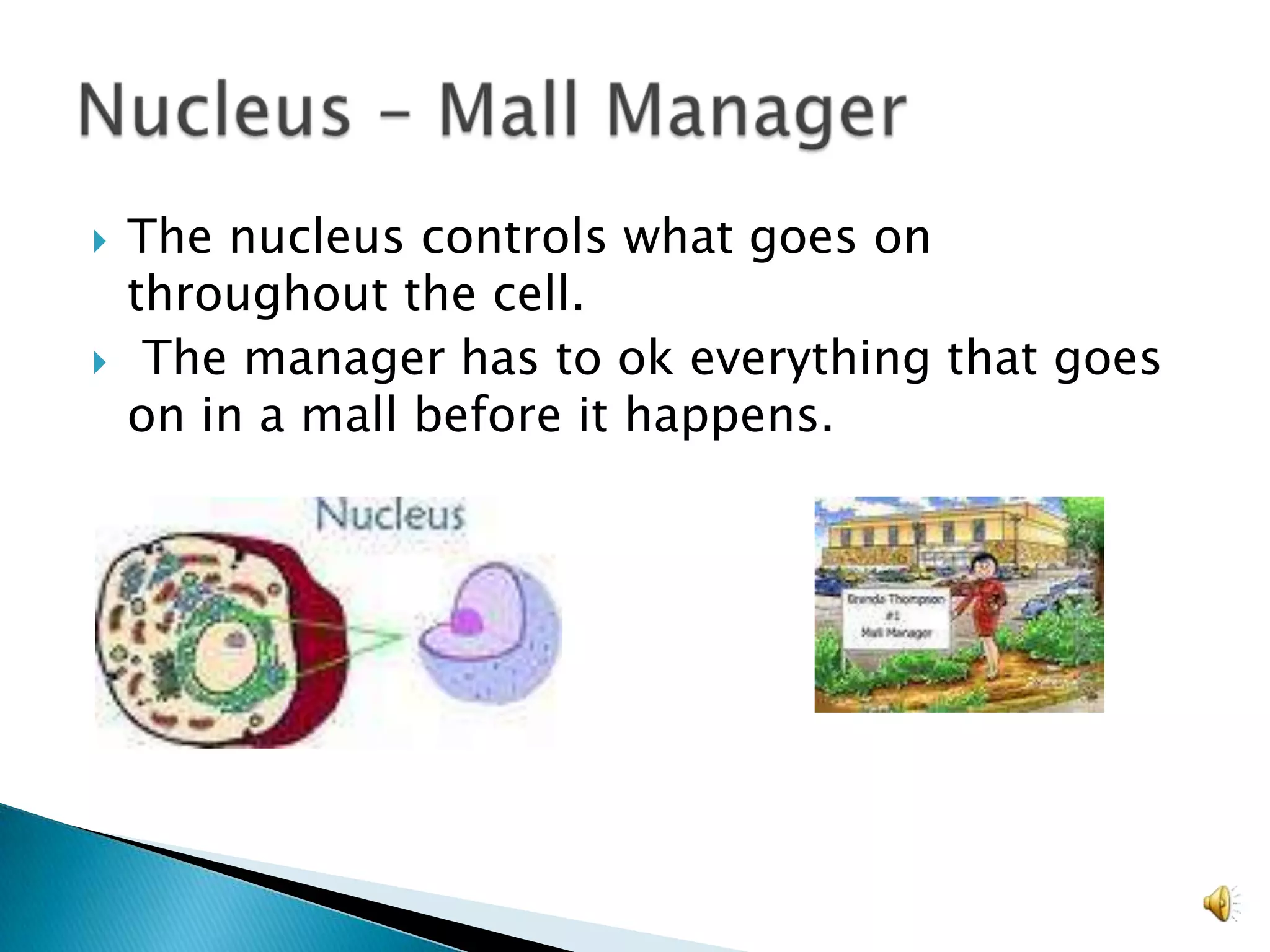 The nucleus controls what goes on throughout the cell.The manager has to ok everything that goes on in a mall before it happens.Nucleus – Mall Manager