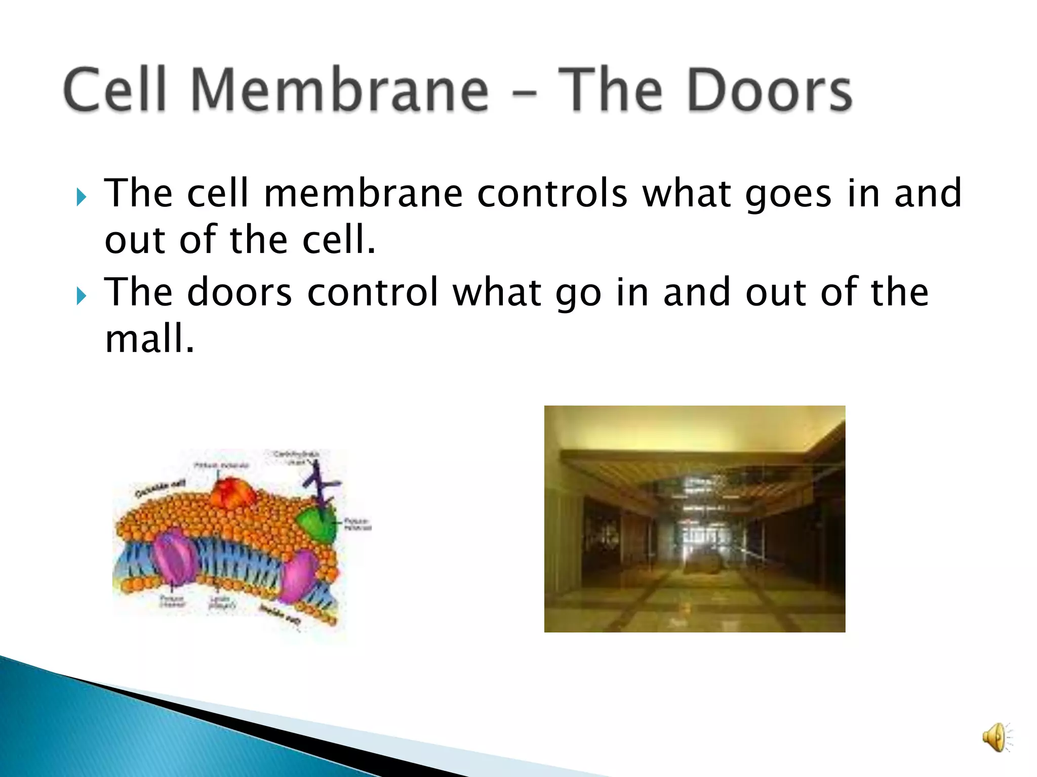 The cell membrane controls what goes in and out of the cell. The doors control what go in and out of the mall.Cell Membrane – The Doors  