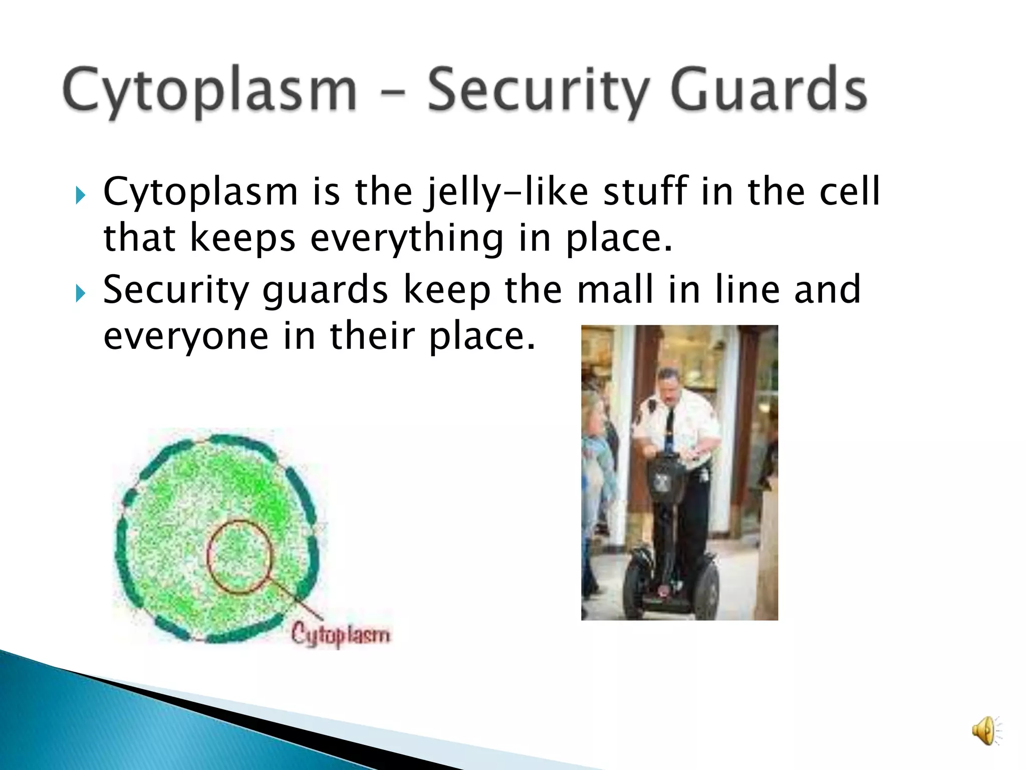 Cytoplasm is the jelly-like stuff in the cell that keeps everything in place. Security guards keep the mall in line and everyone in their place.Cytoplasm – Security Guards
