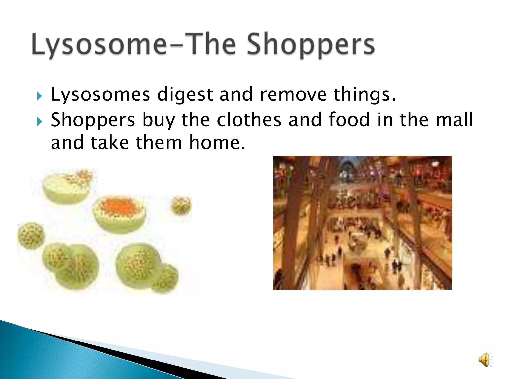 Lysosomes digest and remove things.Shoppers buy the clothes and food in the mall and take them home.Lysosome-The Shoppers